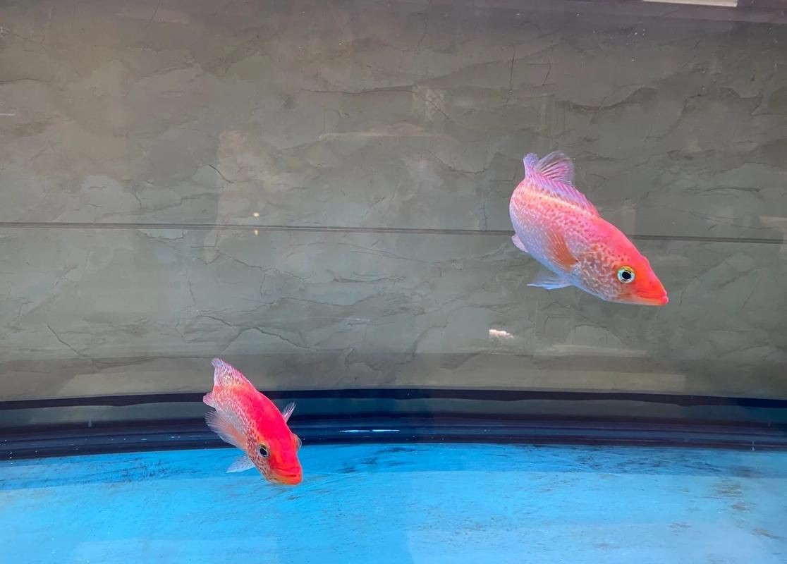 紅老虎魚圖片大全大圖