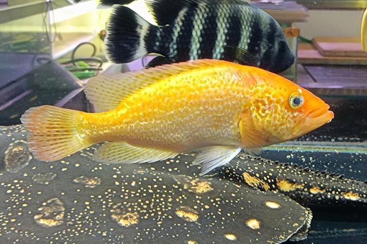 紅老虎魚圖片大全大圖