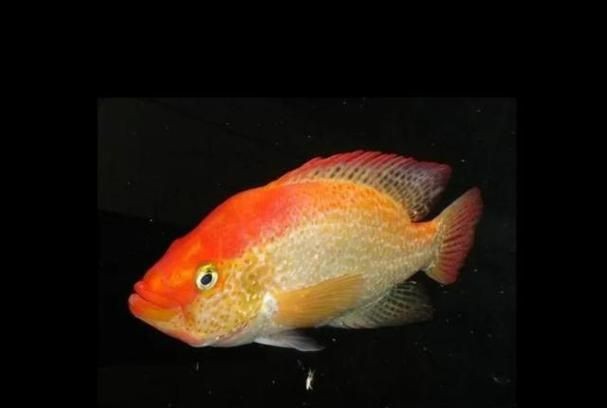 紅老虎魚圖片大全大圖