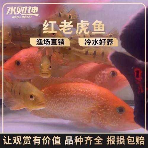 紅老虎魚圖片大全大圖