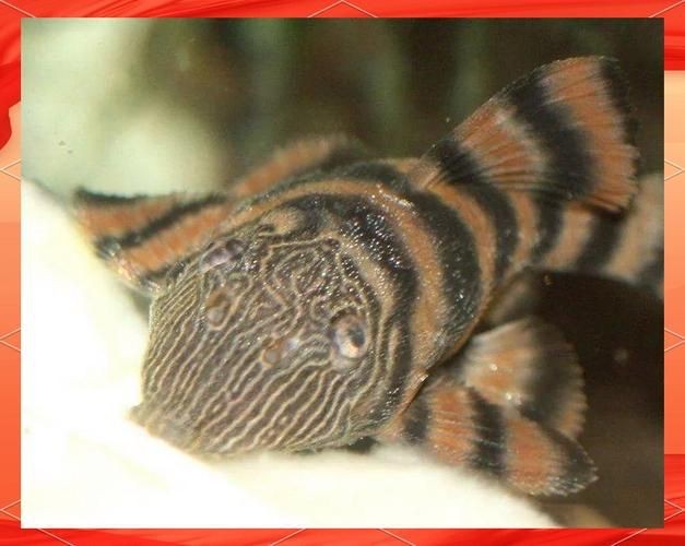 紅老虎魚圖片大全大圖