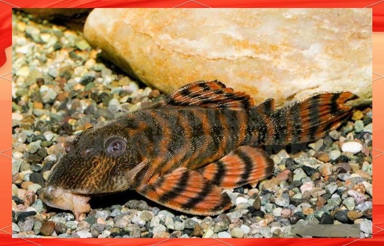 紅老虎魚圖片大全大圖