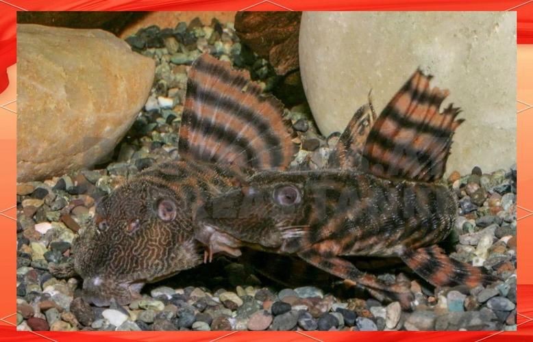 紅老虎魚圖片大全大圖