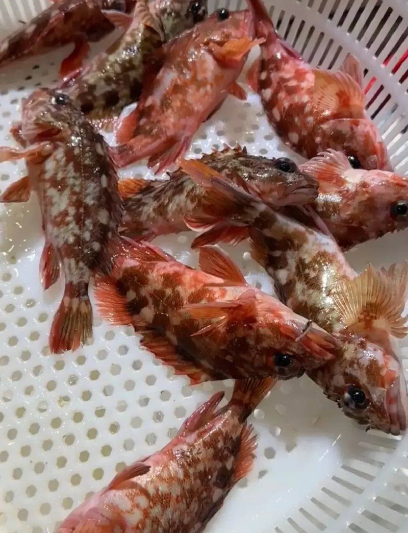 紅老虎魚圖片大全大圖