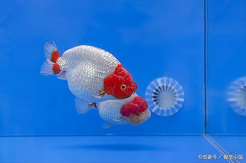 虎魚的眼睛有一層白膜