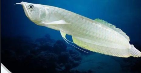 銀龍魚內蒙眼怎么辦：銀龍魚內蒙眼水質改善方法