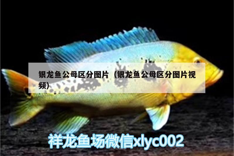 銀龍魚公母區分圖片（銀龍魚公母區分圖片視頻）