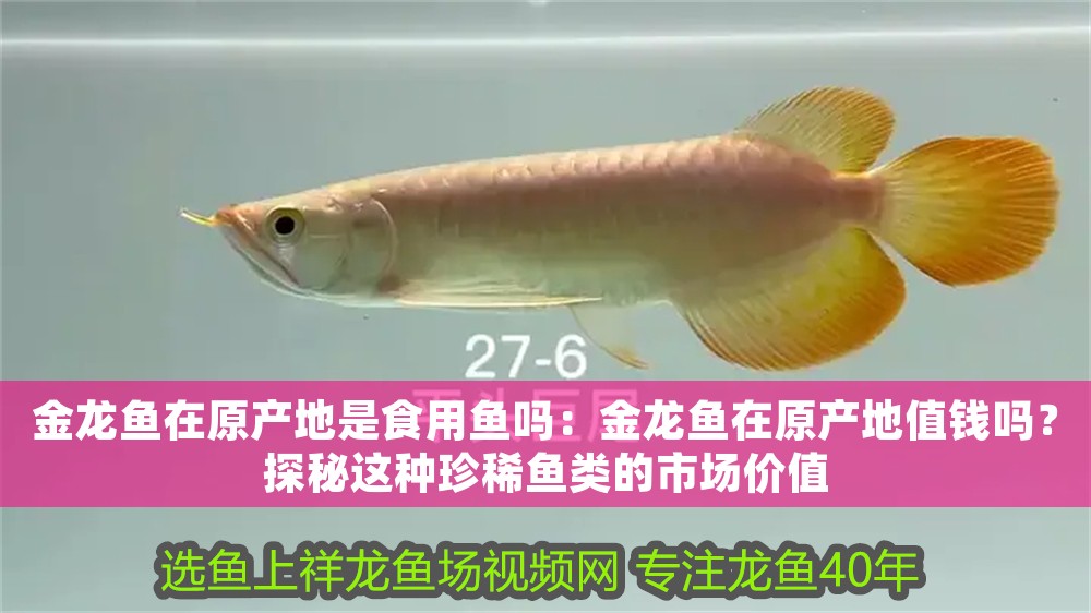 金龍魚在原產(chǎn)地是食用魚嗎：金龍魚在原產(chǎn)地值錢嗎？探秘這種珍稀魚類的市場價值