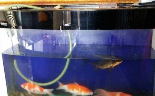 魚缸過濾怎么改：魚缸過濾器維修