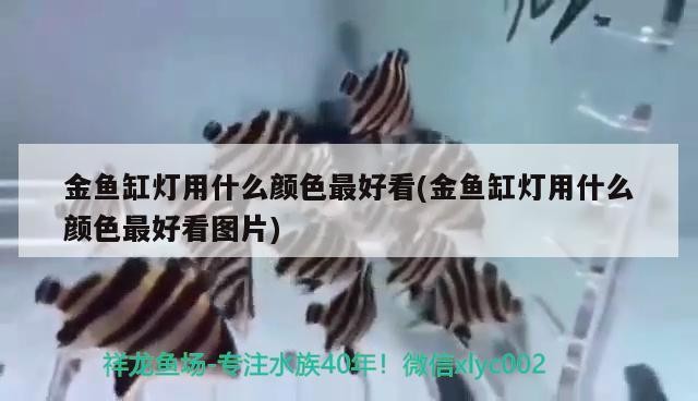 烏魯木齊經濟開發區（頭屯河區）水分子觀賞魚用品店