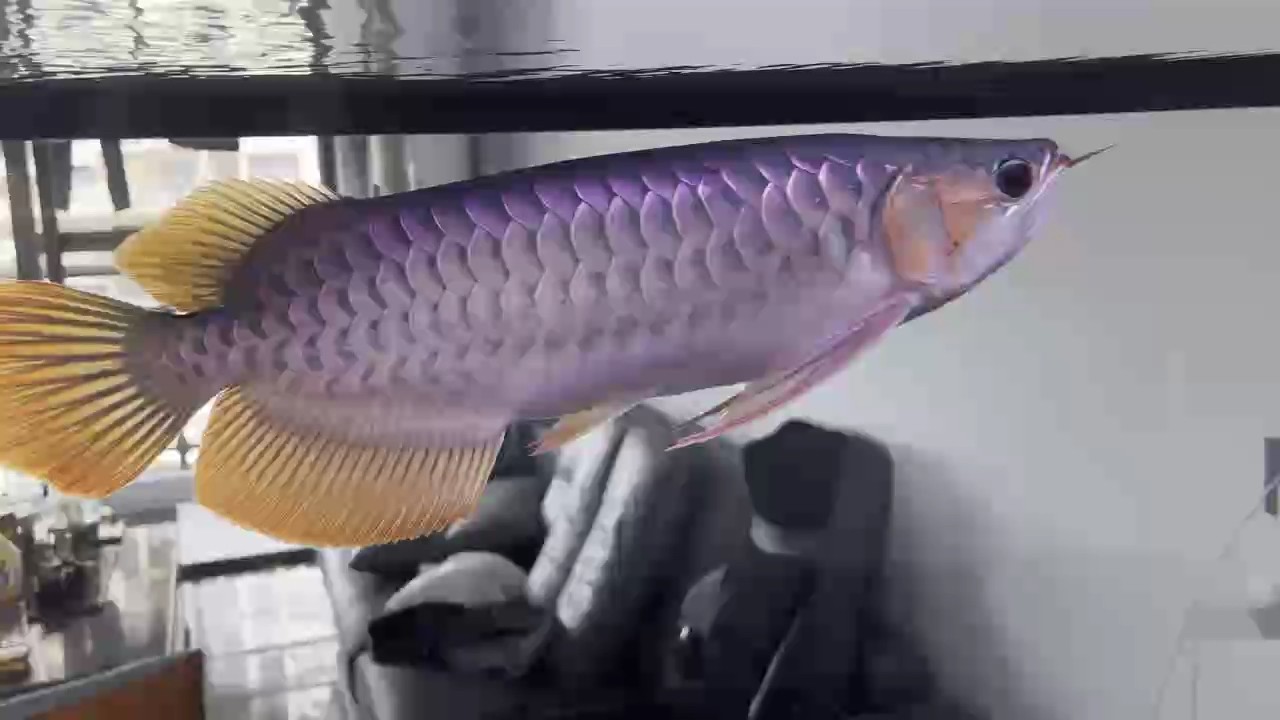喂食也能自己嚇自己把須撞斷