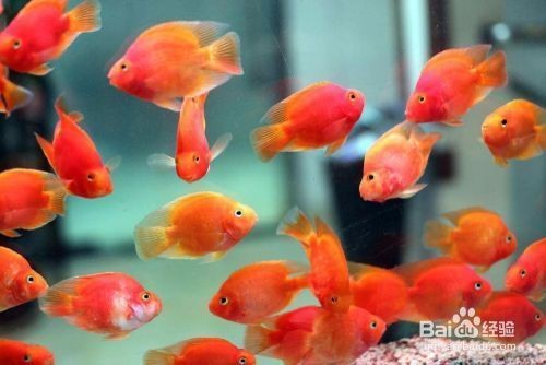 魚缸內(nèi)養(yǎng)什么魚招財：魚缸擺放方位的風水講究,如何選擇招財魚種？