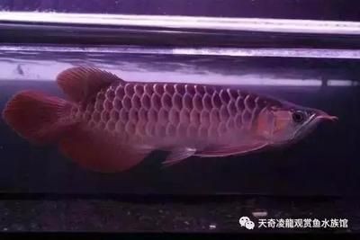 龍魚是什么時候引入中國的