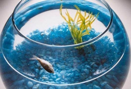 魚缸內(nèi)養(yǎng)什么魚招財：魚缸擺放方位的風水講究,如何選擇招財魚種？