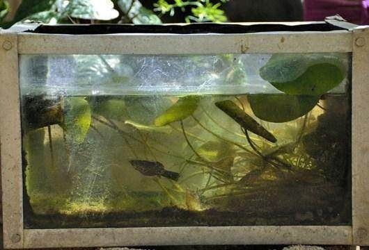 魚缸內(nèi)養(yǎng)什么魚招財：魚缸擺放方位的風水講究,如何選擇招財魚種？