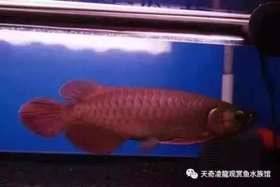龍魚是什么時候引入中國的