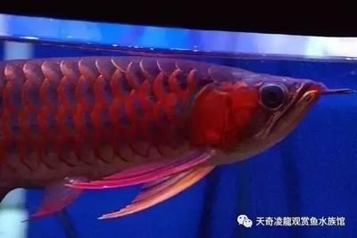 龍魚是什么時候引入中國的