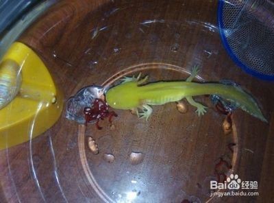 龍魚為什么死了不能養(yǎng)：龍魚為什么會突然死亡？