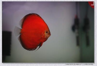 紅色的龍魚叫什么名字好聽點（世界上8大紅龍魚品種，一條價值高達268萬元）