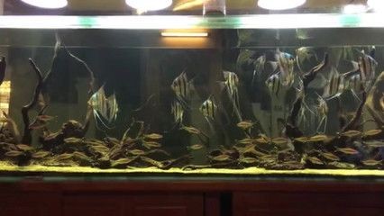 神仙魚的起源與分布：埃及神仙魚的起源與分布