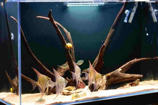 神仙魚的起源與分布：埃及神仙魚的起源與分布