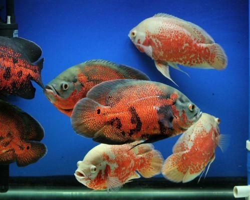觀賞魚(yú)缸晚上需不需要關(guān)燈（觀賞魚(yú)缸在晚上需要關(guān)燈嗎？） 觀賞魚(yú)缸晚上需不需要關(guān)燈（觀賞魚(yú)缸在晚上需要關(guān)燈嗎？） 魚(yú)缸百科 第3張