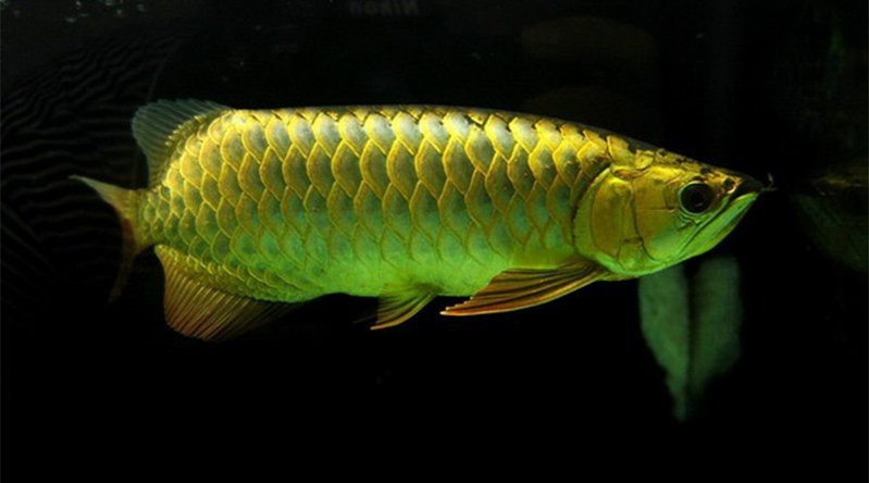 腹水病對龍魚有多大影響？