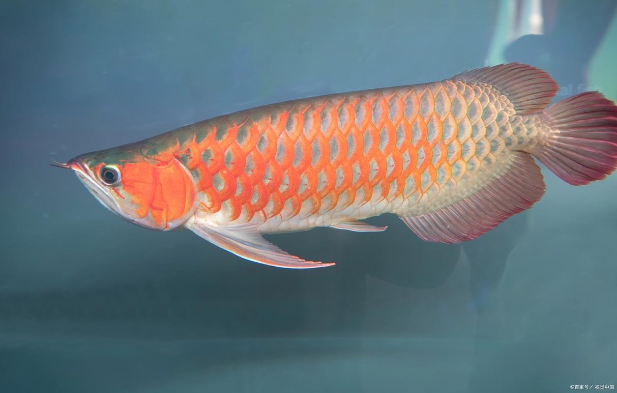 金龍魚高背和過背是什么意思圖片對(duì)比 金龍魚高背和過背是什么意思圖片對(duì)比 龍魚百科 第12張