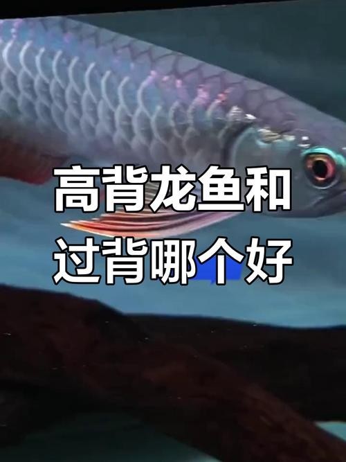 金龍魚高背和過背是什么意思圖片對(duì)比 金龍魚高背和過背是什么意思圖片對(duì)比 龍魚百科 第28張