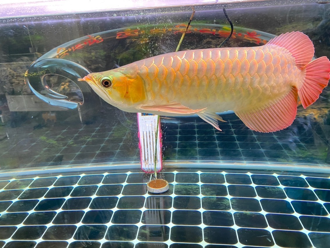 天氣太熱了，魚都不喜歡動了[lenghan] 天氣太熱了，魚都不喜歡動了[lenghan] 龍魚論壇 第1張