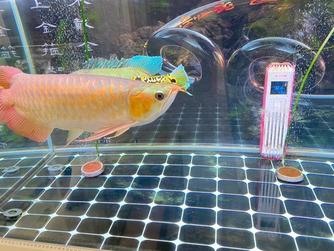 天氣太熱了，魚都不喜歡動了[lenghan] 天氣太熱了，魚都不喜歡動了[lenghan] 龍魚論壇 第6張