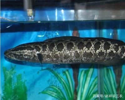 黑魚魚缸要增氧嗎視頻（黑魚魚缸是否需要增氧以及如何增氧）