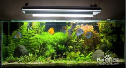 水族燈選擇指南：2024年水族燈品牌排行榜最新排行榜，水族燈品牌排行榜