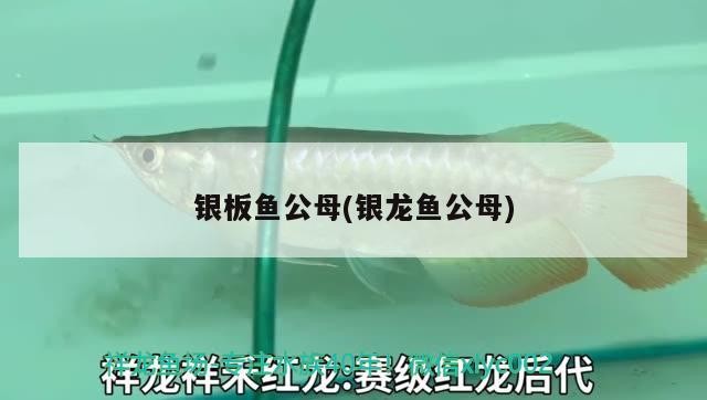 銀板魚公母(銀龍魚公母)