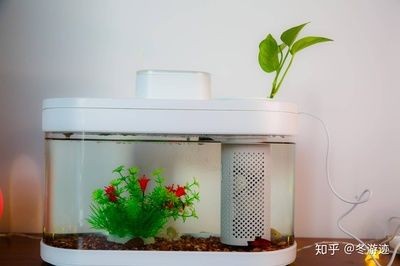 花盆魚缸適合養什么魚（花盆魚缸中養在魚缸中的中上層魚適合養在魚缸中的中上層魚）