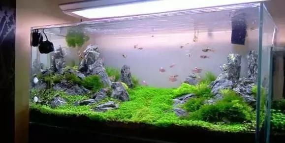 花盆魚缸適合養什么魚（花盆魚缸中養在魚缸中的中上層魚適合養在魚缸中的中上層魚）