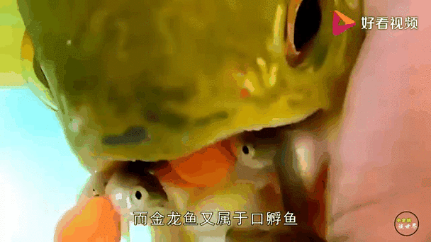 金龍魚張嘴圖片高清