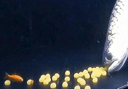 金龍魚張嘴圖片高清