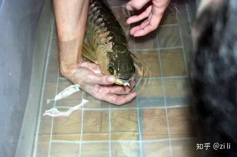 金龍魚張嘴圖片高清