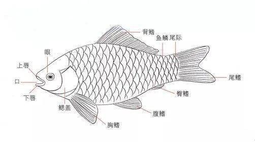 金龍魚張嘴圖片高清