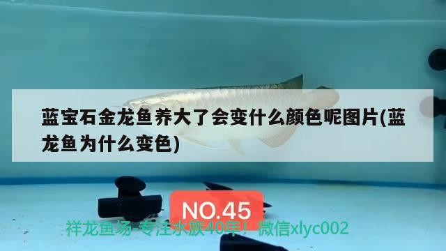龍魚可以吃銀魚嗎(銀龍魚可以吃小金魚嗎)