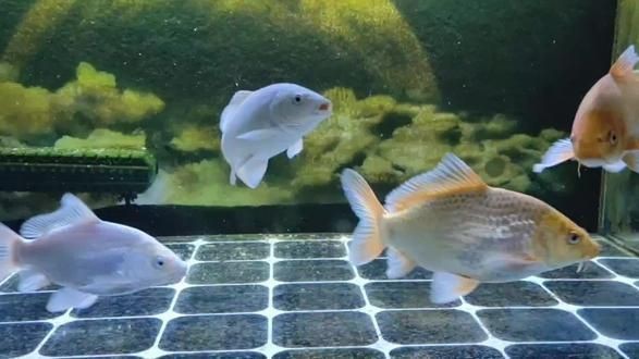 蝴蝶鯉返祖視頻免費觀看 蝴蝶鯉返祖視頻免費觀看 龍魚論壇 第3張