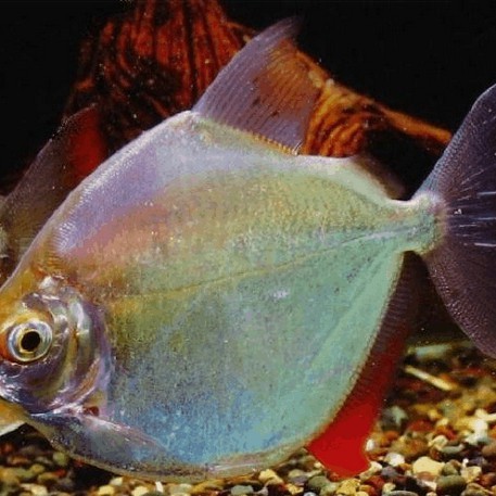 十大銀板魚圖片