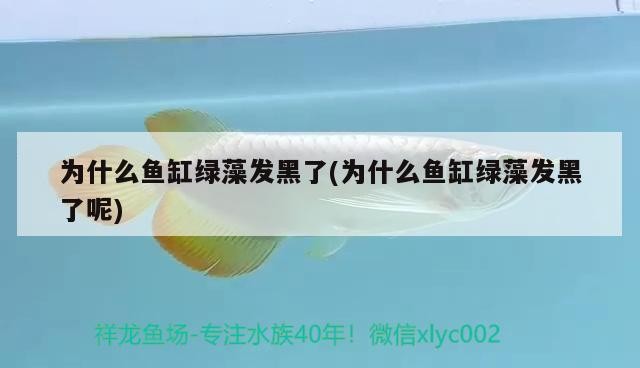 銀龍魚怎么養，銀龍魚怎么喂養技巧，銀龍魚怎么養，怎么喂養技巧
