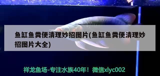 銀龍魚怎么養，銀龍魚怎么喂養技巧，銀龍魚怎么養，怎么喂養技巧