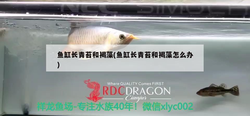 銀龍魚怎么養，銀龍魚怎么喂養技巧，銀龍魚怎么養，怎么喂養技巧