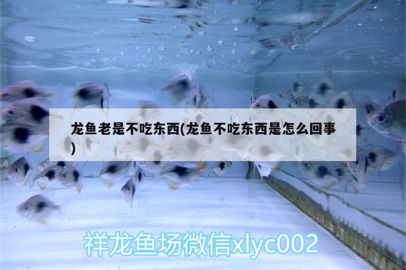 銀龍魚產卵（銀龍魚產卵代表什么）