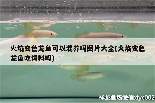 銀龍魚產卵（銀龍魚產卵代表什么）