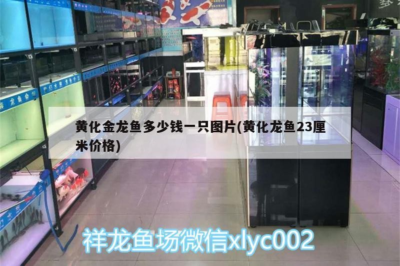 銀龍魚產卵（銀龍魚產卵代表什么）