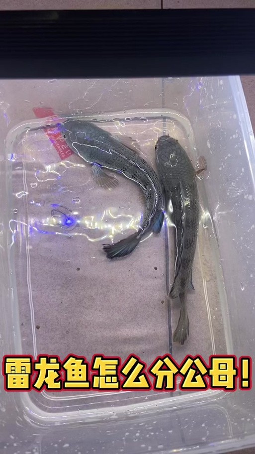 七彩雷龍魚公母圖鑒